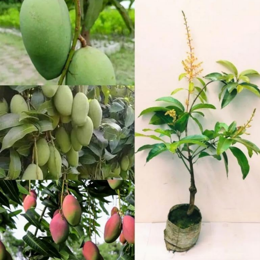 Thai All Time Mango Hybrid Grafted Fruit Plant