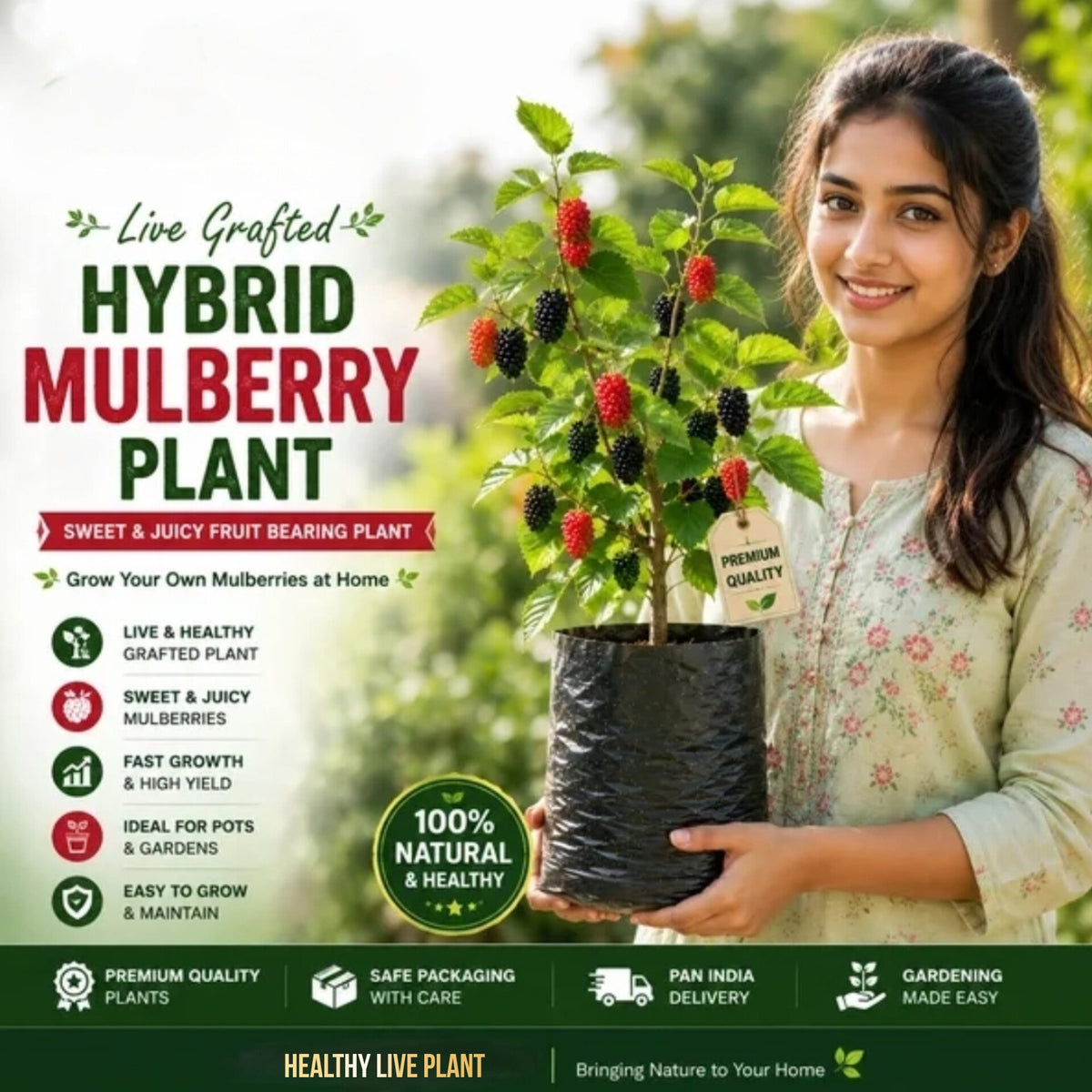 All Time Mulberry Hybrid Dwarf Variety Fruit Plant (pack Of - 1)