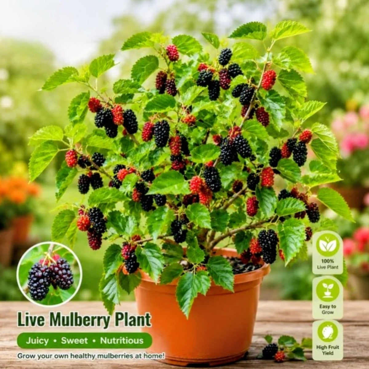 All Time Mulberry Hybrid Dwarf Variety Fruit Plant (pack Of - 1)