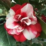 Camellia Hybrid Multi Colour Flower Plant