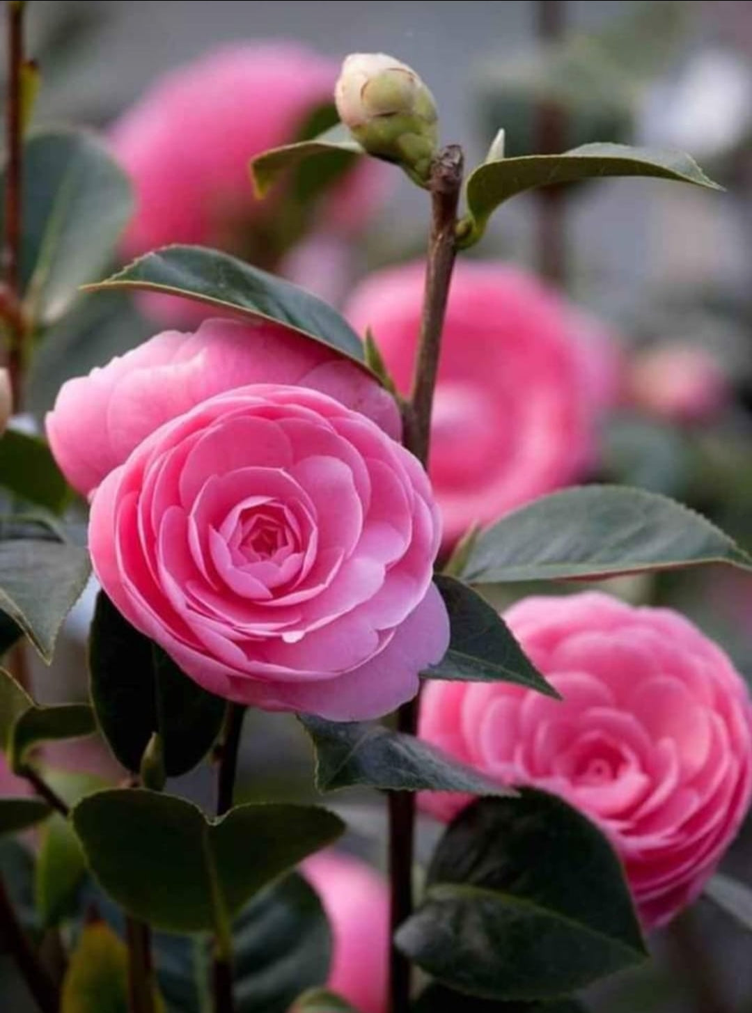Pink Camellia Dwarf Varieties Flower Plant