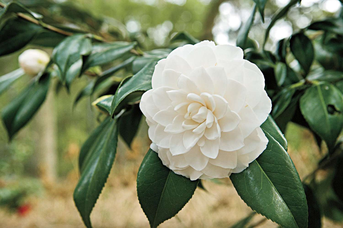Camellia Hybrid White Colour Flower Plant