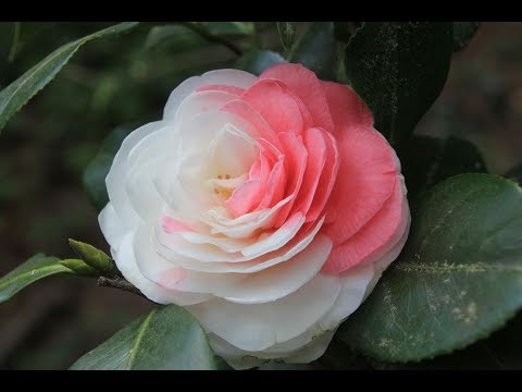 Multicolour Camellia Hybrid Flower Plant