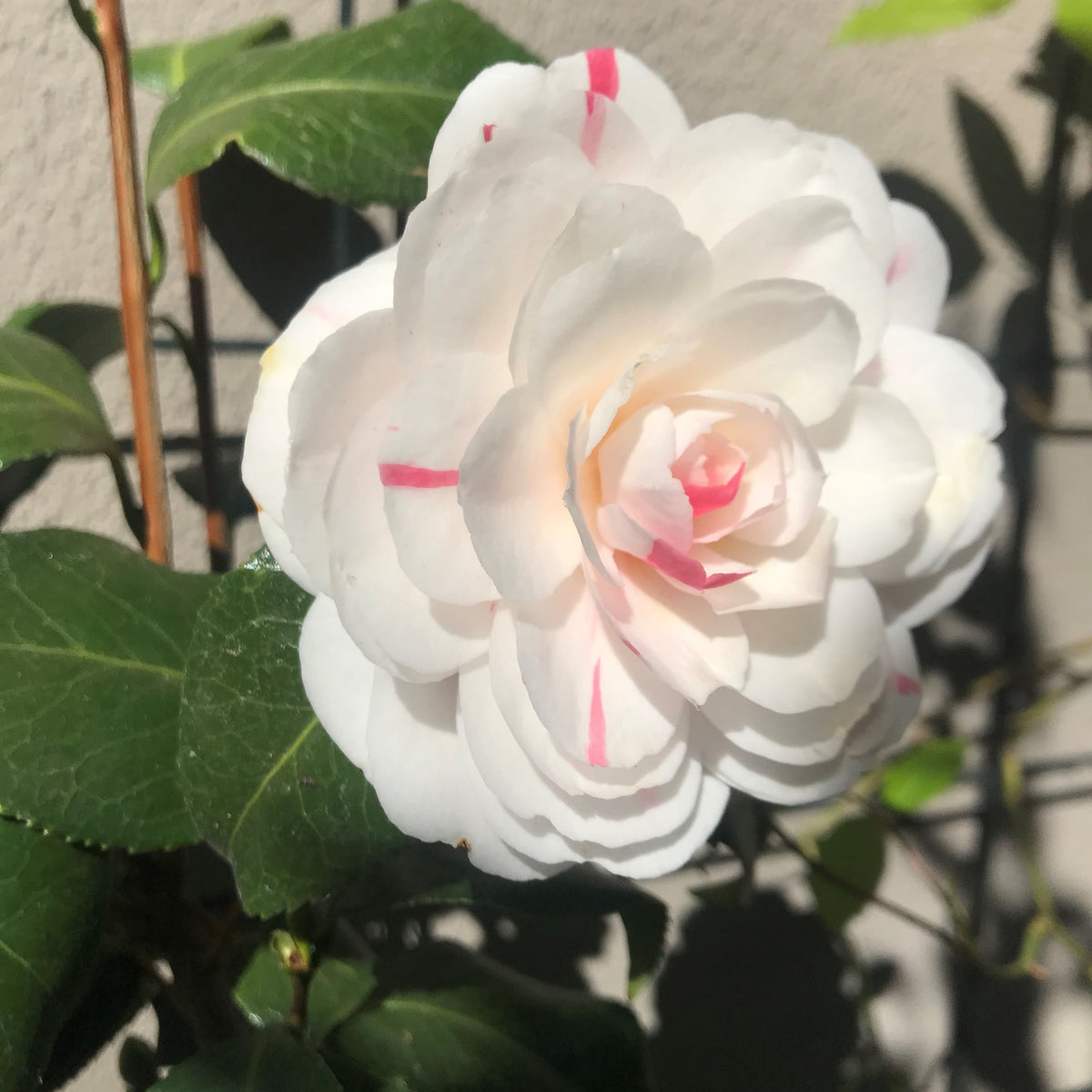 Camellia Hybrid Flower Plant Pack Of - 1