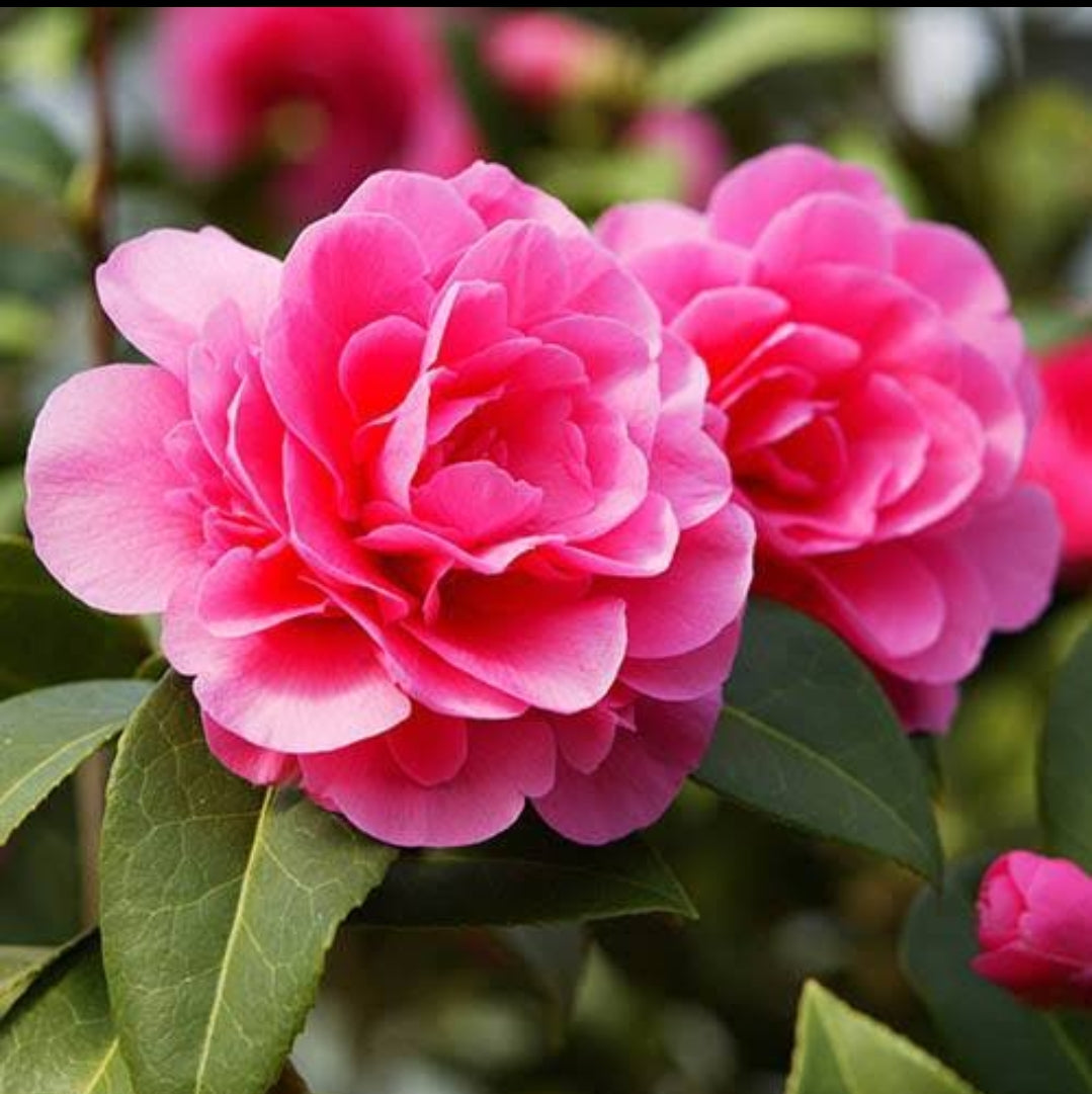 Camellia Pink Colour Rare Hybrid Flower Live Plant