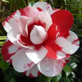 Camellia Hybrid Multi Colour Flower Plant