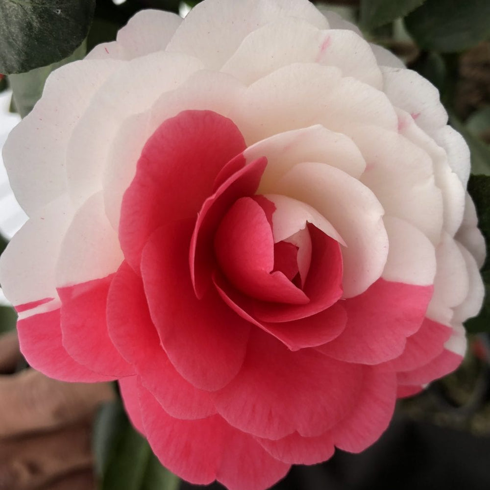 Multicolour Camellia Hybrid Flower Plant