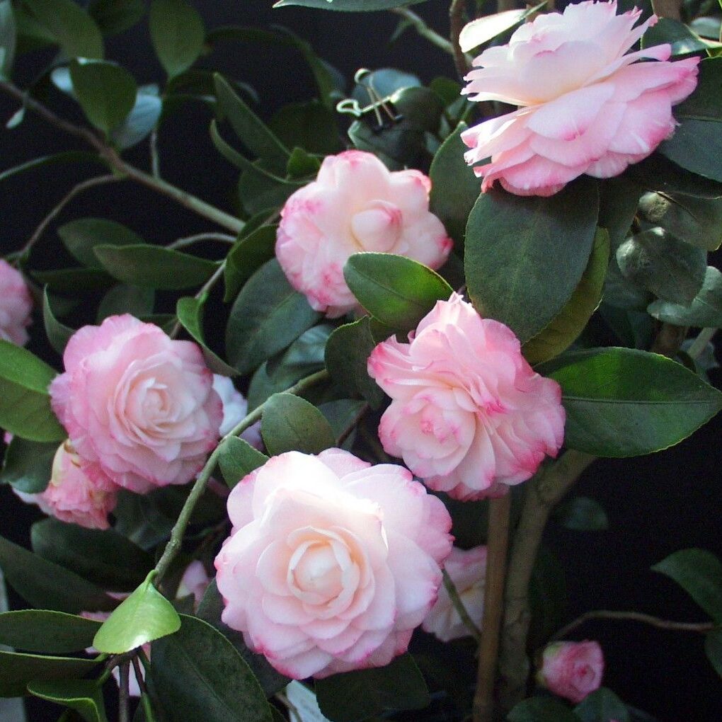 Camellia Pink Color Dwarf Varieties Flower Plant