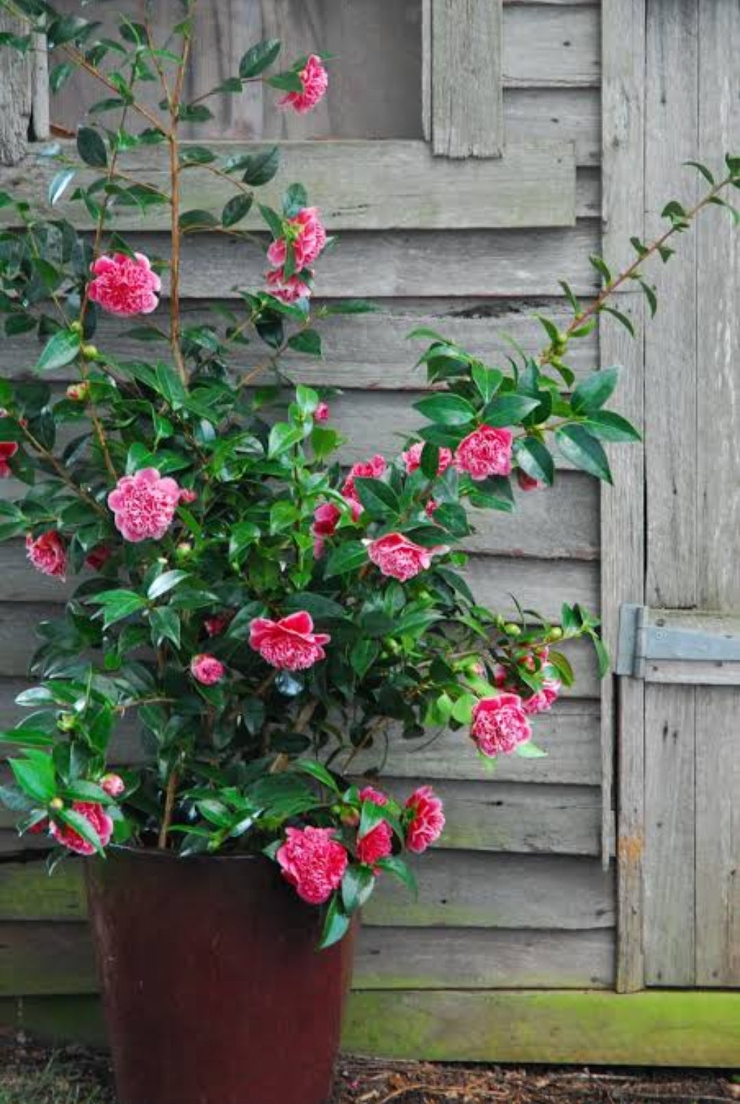 Camellia Pink Colour Rare Hybrid Flower Live Plant