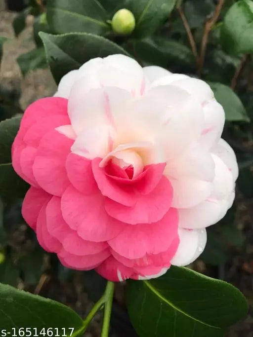 Multicolour Camellia Hybrid Flower Plant