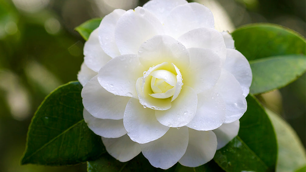 Camellia Hybrid White Colour Flower Plant