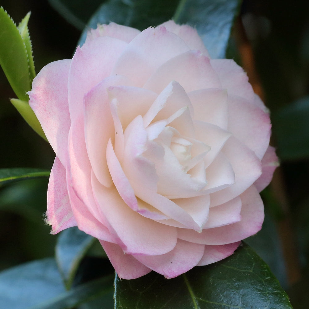 Camellia Pink Color Dwarf Varieties Flower Plant