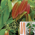 Brown Cannamon (dalchini) Masala Plant