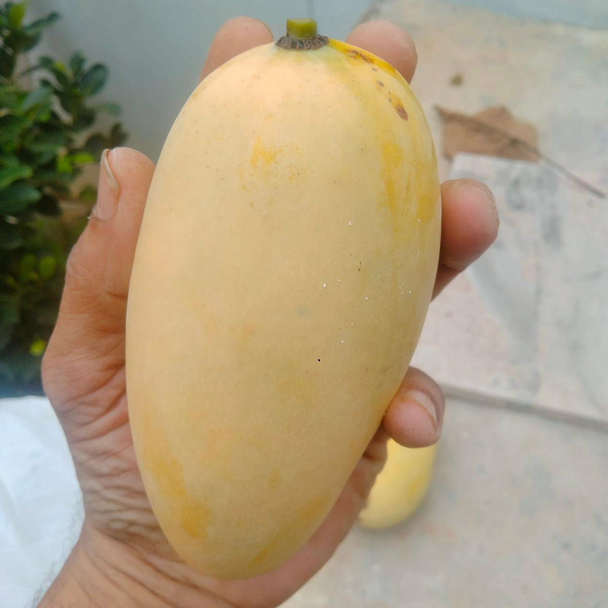 Katimon Mango Hybrid All Time Varities Grafted Fruit Plant