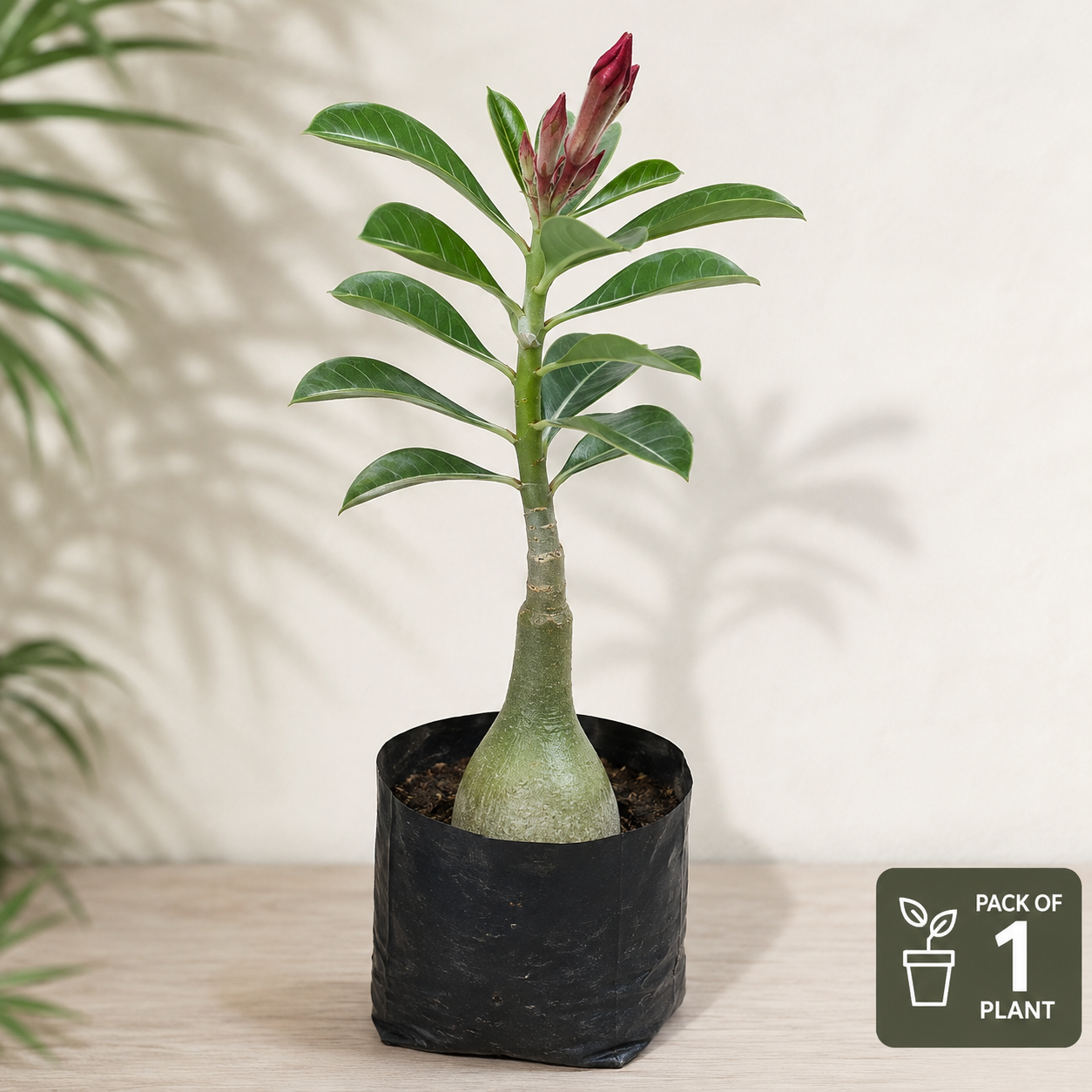 Adenium Hybrid Dwarf Variety Flower Plant