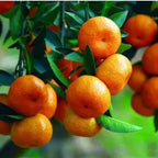 Mandarin Sweet Orange/santra Grafted Fruit Plant