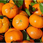 Mandarin Sweet Orange/santra Grafted Fruit Plant