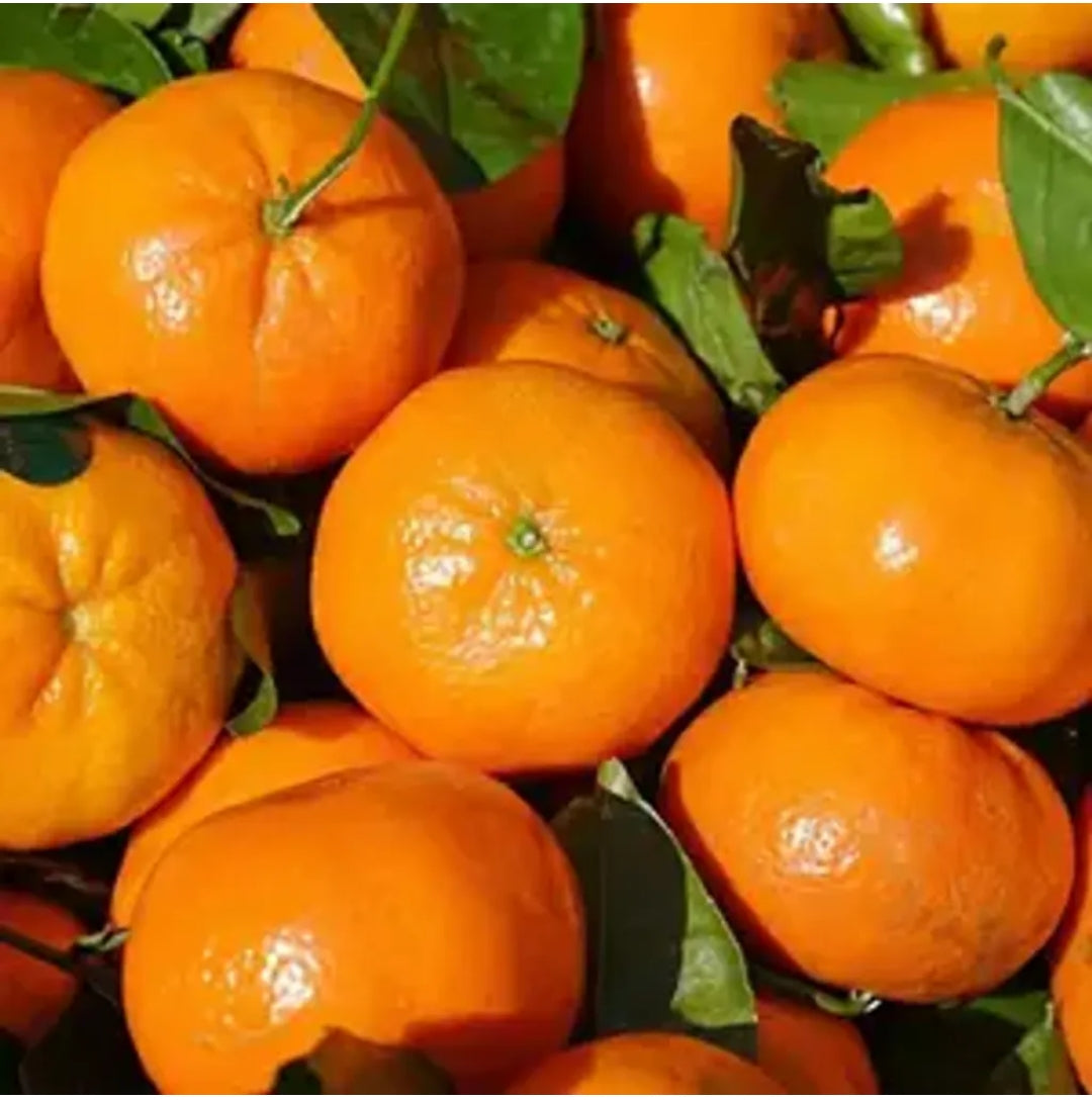 Mandarin Sweet Orange/santra Grafted Fruit Plant