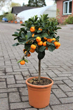 Chinese Sweet Orange/Santra Grafted Hybrid Fruit Plant For Your Balcony And Home Garden 1 Healthy Live Plant (Pack Of - 1)