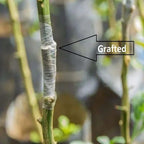 Chinese Sweet Orange/Santra Grafted Hybrid Fruit Plant For Your Balcony And Home Garden 1 Healthy Live Plant (Pack Of - 1)