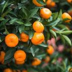 Chinese Sweet Orange/Santra Grafted Hybrid Fruit Plant For Your Balcony And Home Garden 1 Healthy Live Plant (Pack Of - 1)