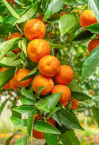 Chinese Sweet Orange/Santra Grafted Hybrid Fruit Plant For Your Balcony And Home Garden 1 Healthy Live Plant (Pack Of - 1)
