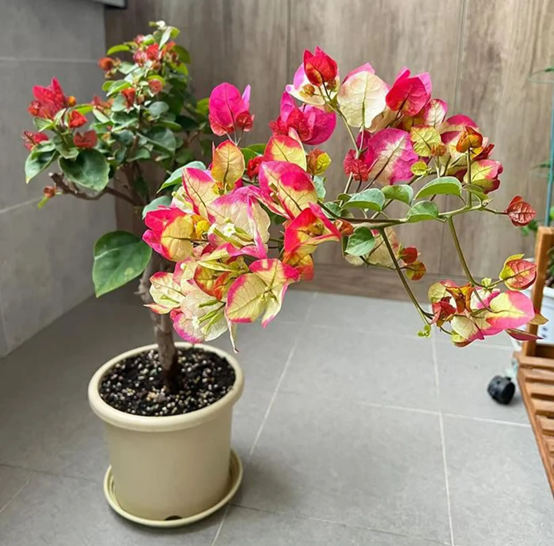 Golden Chitra Bougainvillea Flower Live Plant