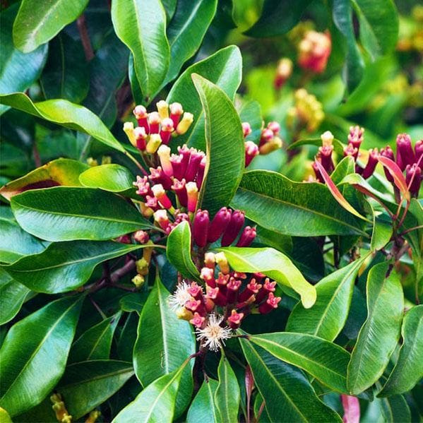 Clove/lobongo Masala Spice Plant
