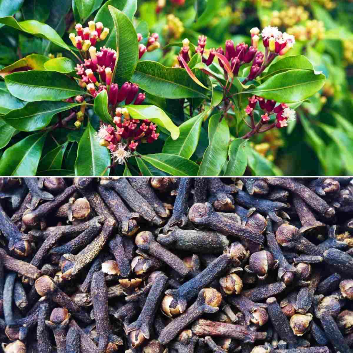 Clove/lobongo Masala Spice Plant