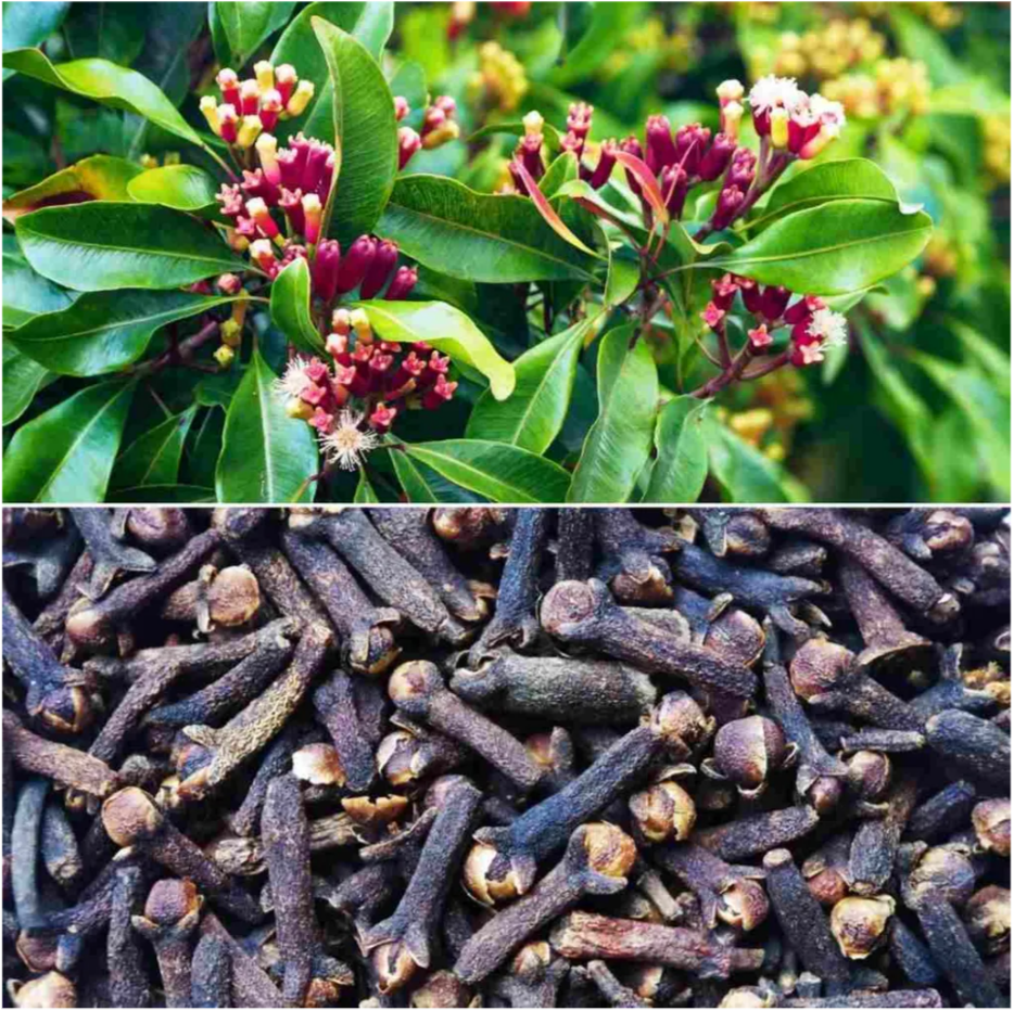 Black Clove/lobongo Airlading Masala Plant