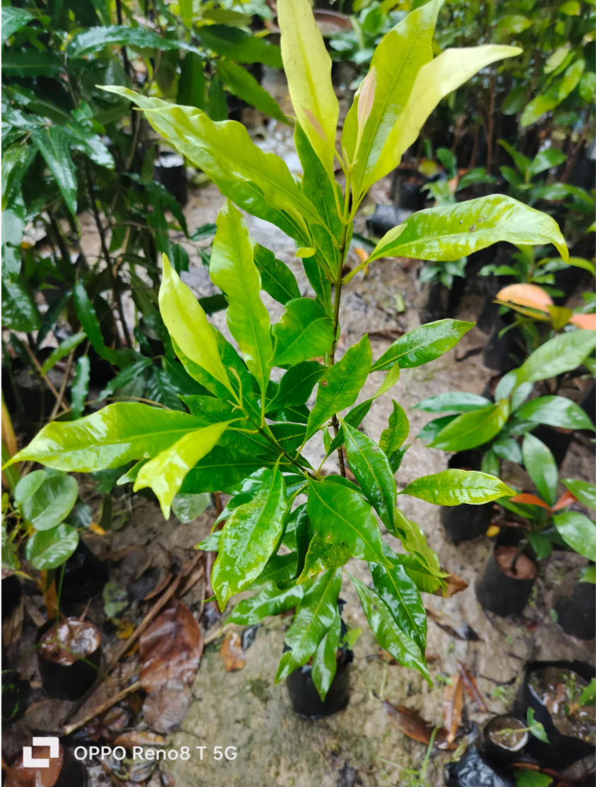 Black Clove/lobongo Airlading Masala Plant