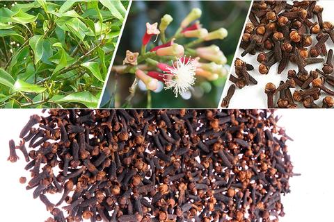 Black Clove/lobongo Airlading Masala Plant