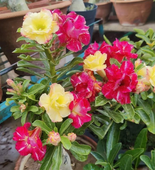 Adenium Multi Colour Flower Hybrid Plant