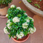 Multi Colour Ixora/Rugmini Flower Live Plant Perfect For Your Balcony And Home Garden 4 Healthy Live Plant (Combo Pack Of - 4 Plant)