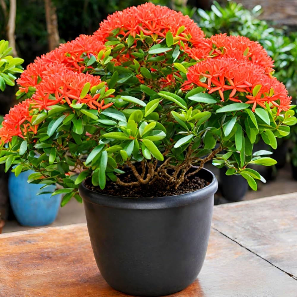 Multi Colour Ixora/Rugmini Flower Live Plant Perfect For Your Balcony And Home Garden 4 Healthy Live Plant (Combo Pack Of - 4 Plant)