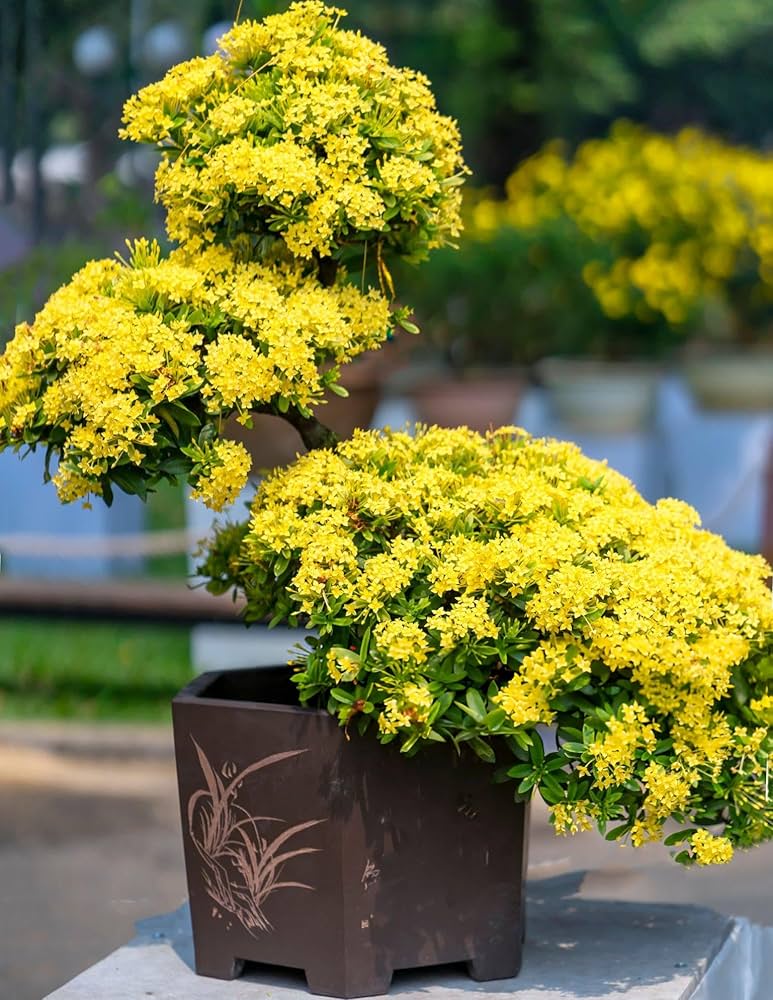 Multi Colour Ixora/Rugmini Flower Live Plant Perfect For Your Balcony And Home Garden 4 Healthy Live Plant (Combo Pack Of - 4 Plant)