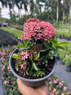 Multi Colour Ixora/Rugmini Flower Live Plant Perfect For Your Balcony And Home Garden 4 Healthy Live Plant (Combo Pack Of - 4 Plant)