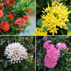 Multi Colour Ixora/Rugmini Flower Live Plant Perfect For Your Balcony And Home Garden 4 Healthy Live Plant (Combo Pack Of - 4 Plant)