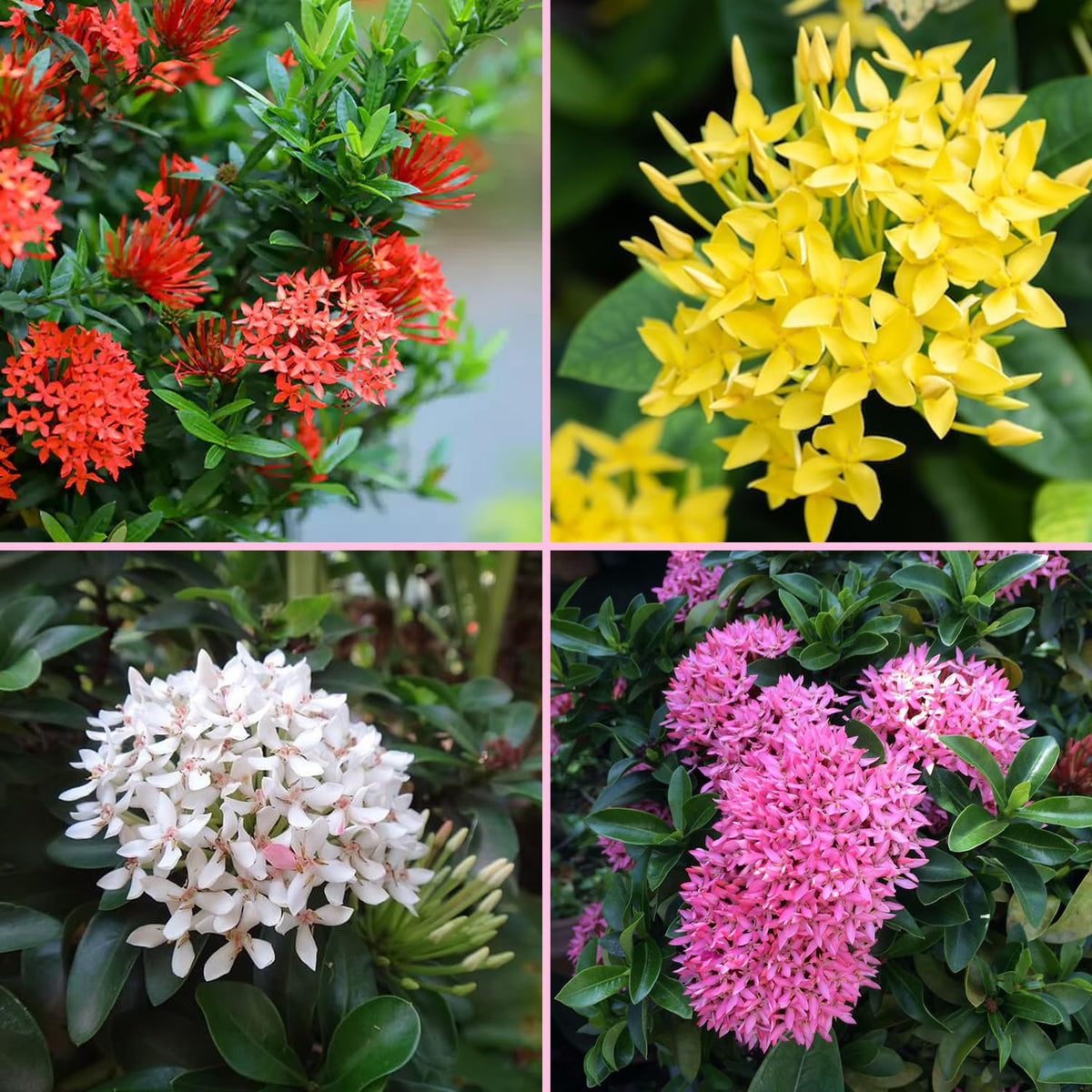 Multi Colour Ixora/Rugmini Flower Live Plant Perfect For Your Balcony And Home Garden 4 Healthy Live Plant (Combo Pack Of - 4 Plant)