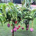Thai Bari 4 Mango Hybrid Grafted Fruit Plant