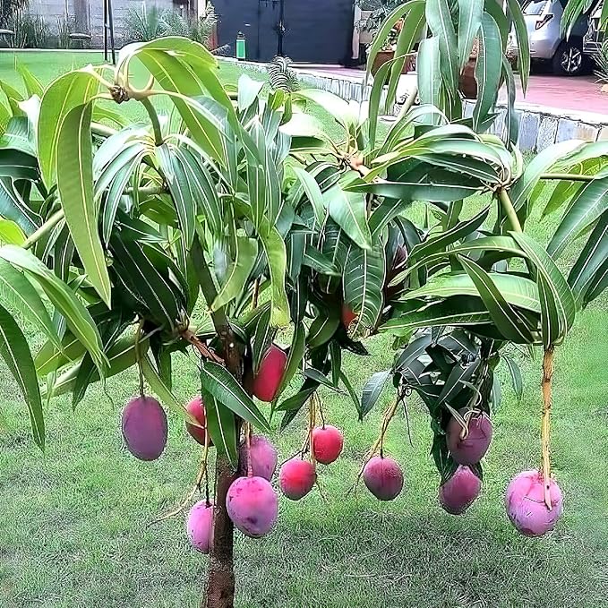 Thai Bari 4 Mango Hybrid Grafted Fruit Plant