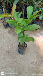 Thai Sweet Guava Hybrid Fruit Plant