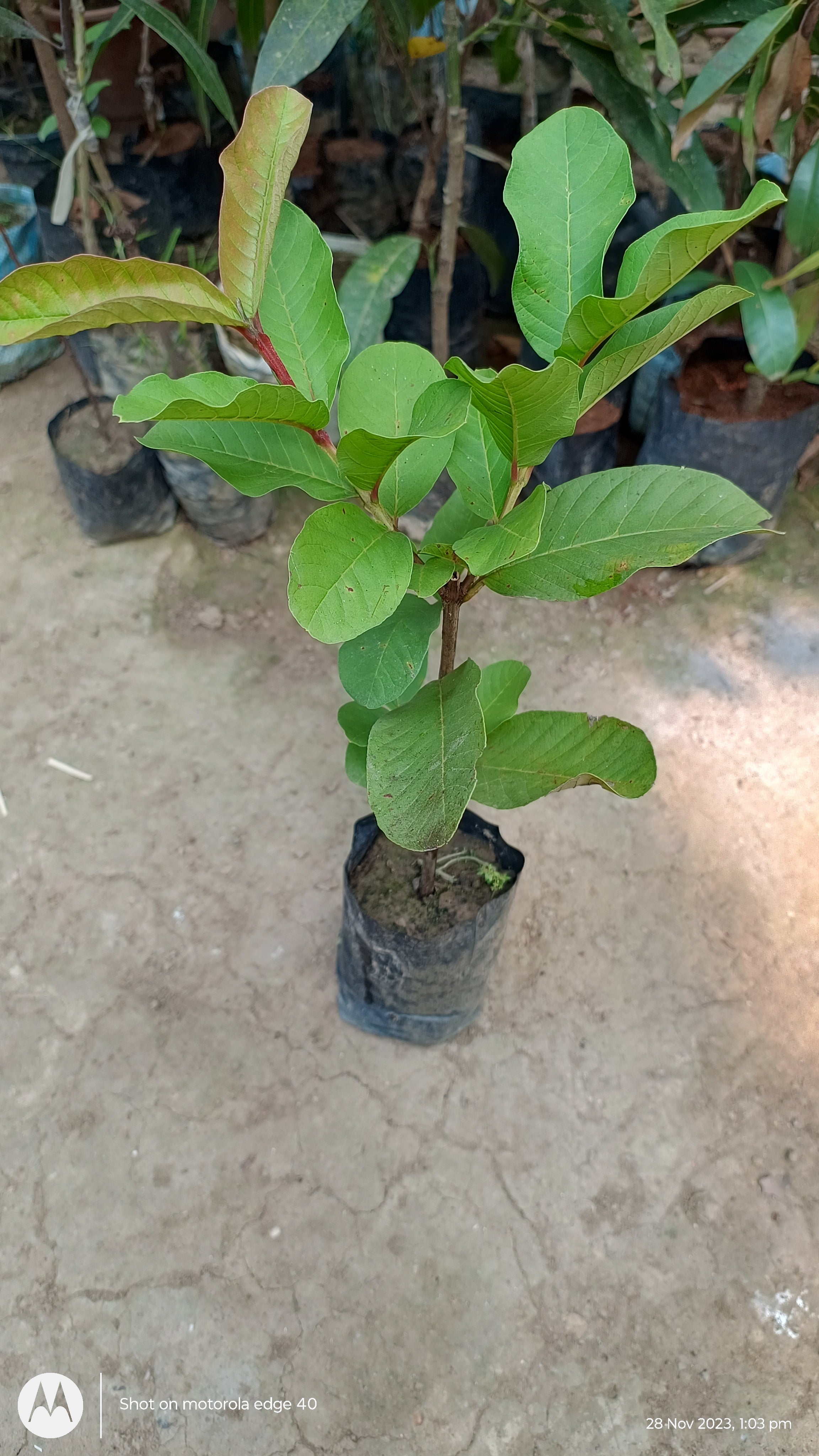 Thai Sweet Guava Hybrid Fruit Plant