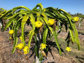 Yellow Dragon Hybrid Fruit Plant