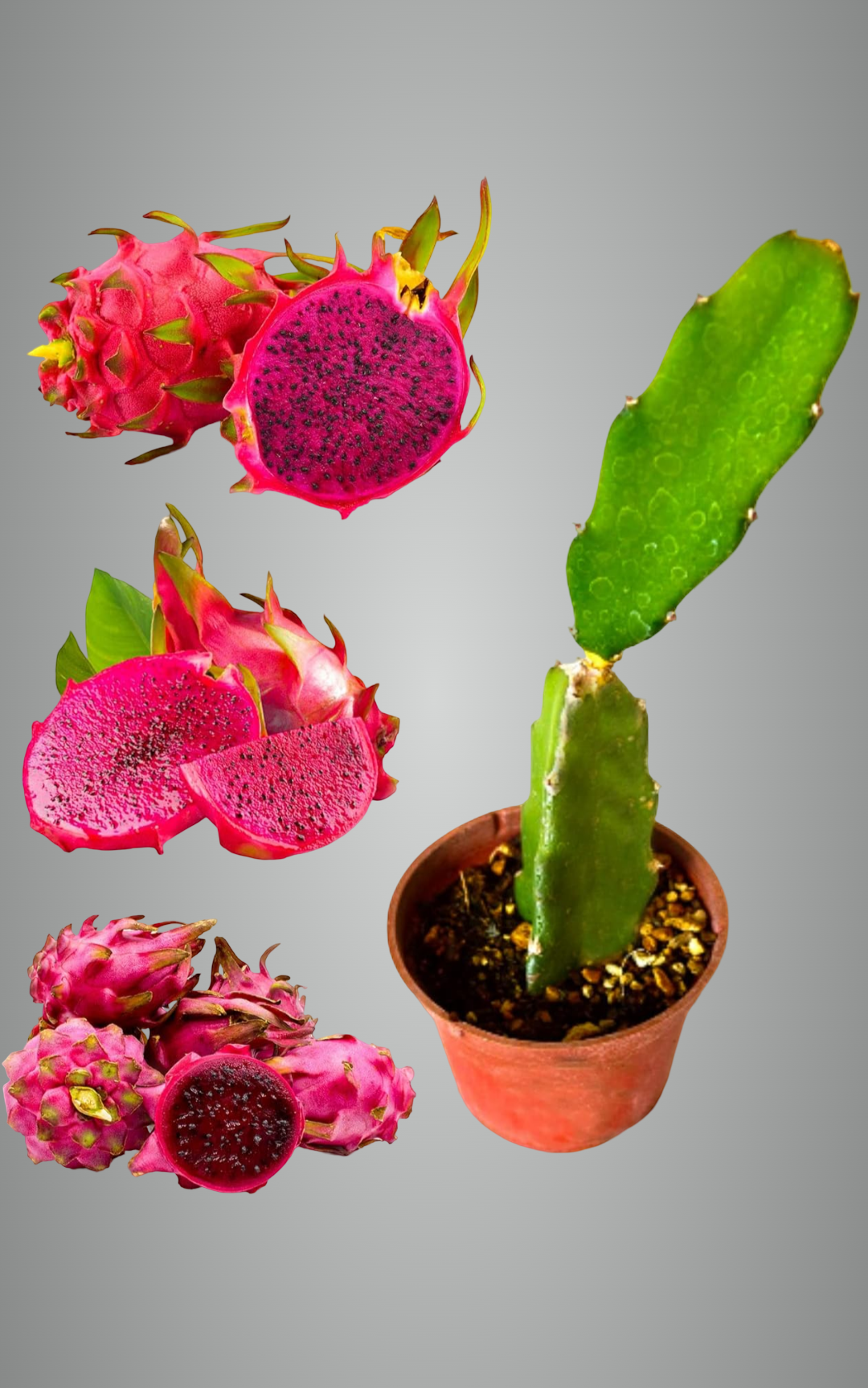 Thailand Variety Red Dragon Fruit Hybrid Plant