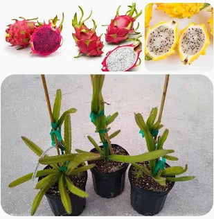 Pack Of 3 Combo Multicolour Dragon Fruit Hybrid Plant