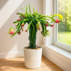 Red Dragon Fruit Hybrid Plant ( Pack Of - 1 )