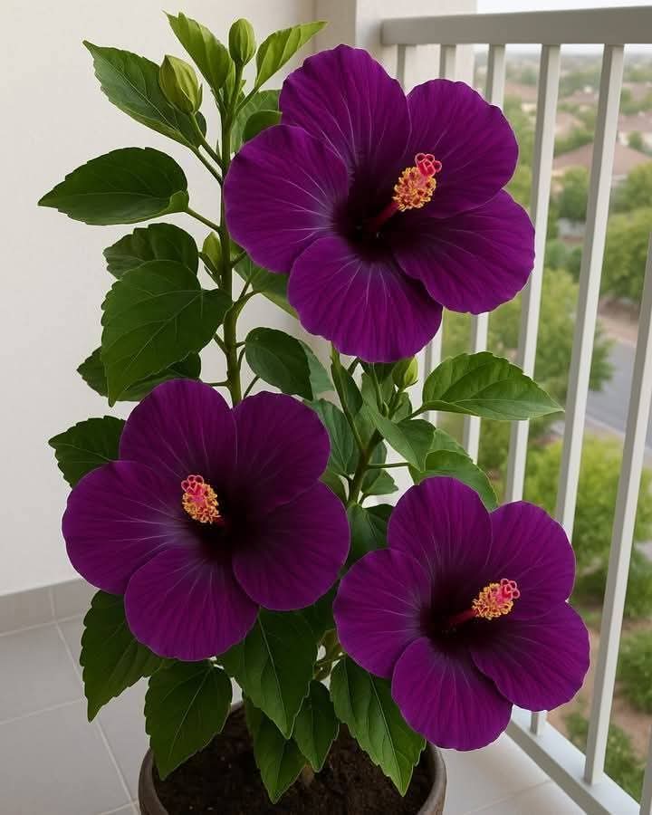 Durk Purple Colour Hibiscus /Gudhal Flowers Live Plant Perfect For Your Balcony And Home Garden 1 Healthy Live Flowers Plant