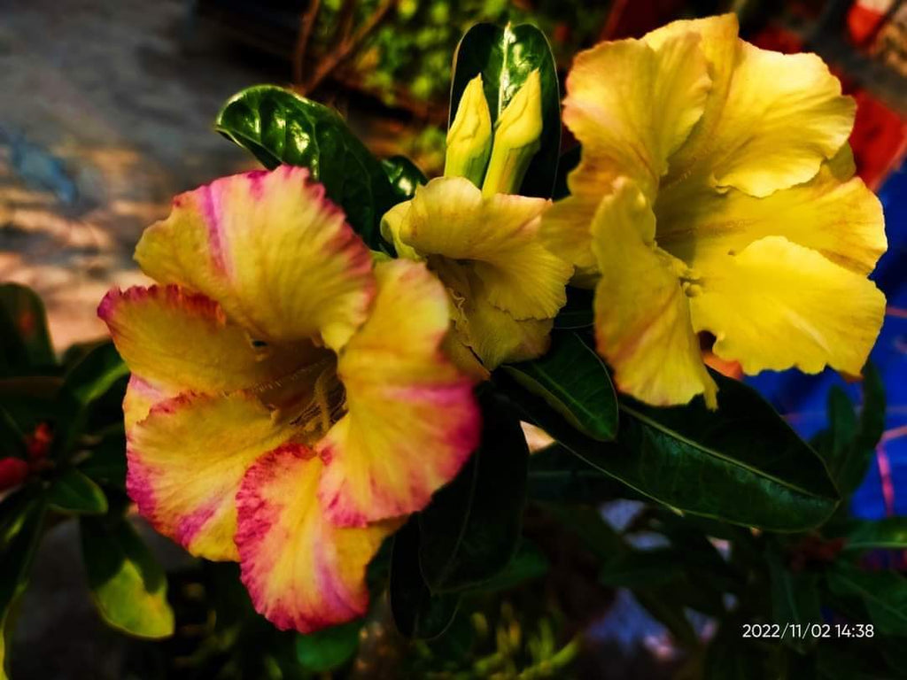 Yellow Dwarf Varieties Rose Adenium Flower Plant