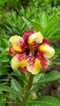 Yellow Dwarf Varieties Rose Adenium Flower Plant